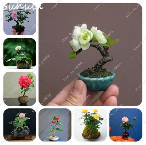 miniature rose bonsai