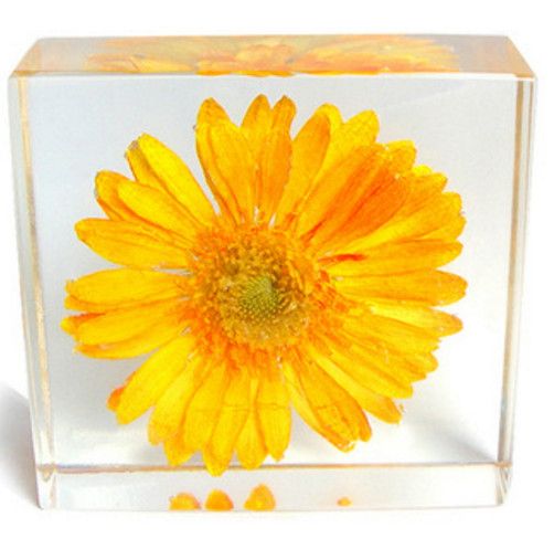 acrylic resin embedded real flower yellow chrysanthemum specimen flower resin paper weight