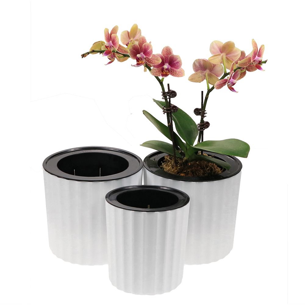 cheap orchid pots