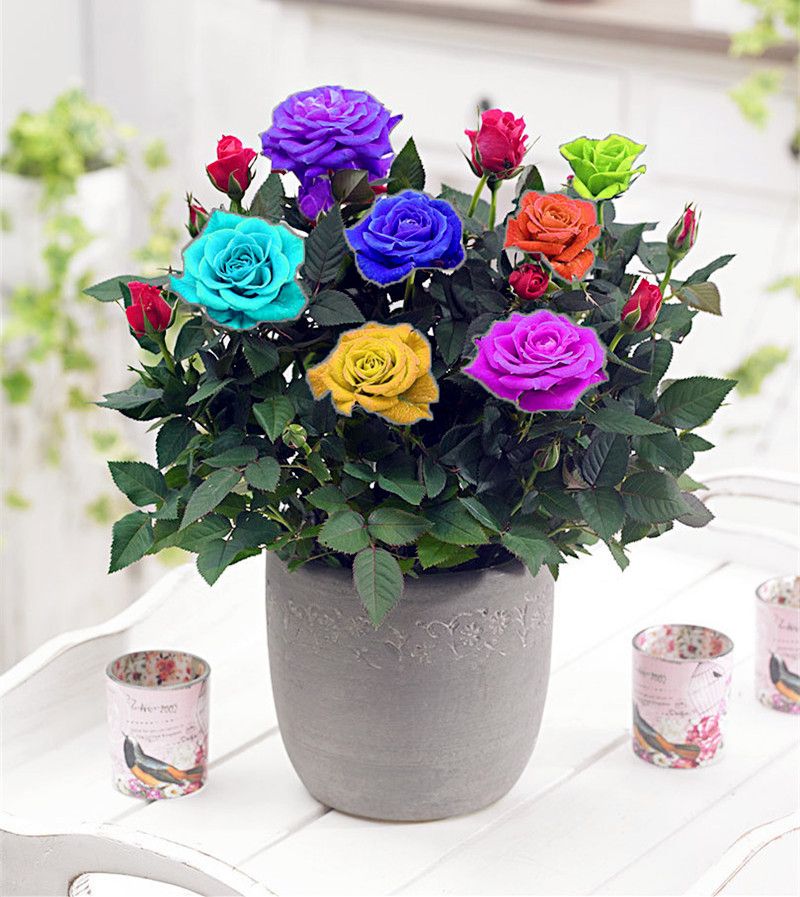 2021 Hot Sale Rainbow Rose Seeds Mini Bonsai Flower Seeds
