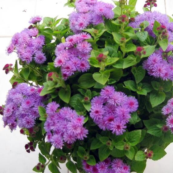 1 Original Pack Tropic Ageratum Seeds Adaptable For Different Soils