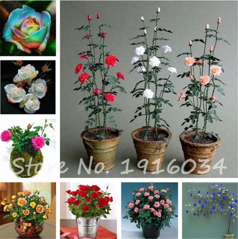 Red Rose Flower Seedlings Ornamental Plants Home Garden Bonsai