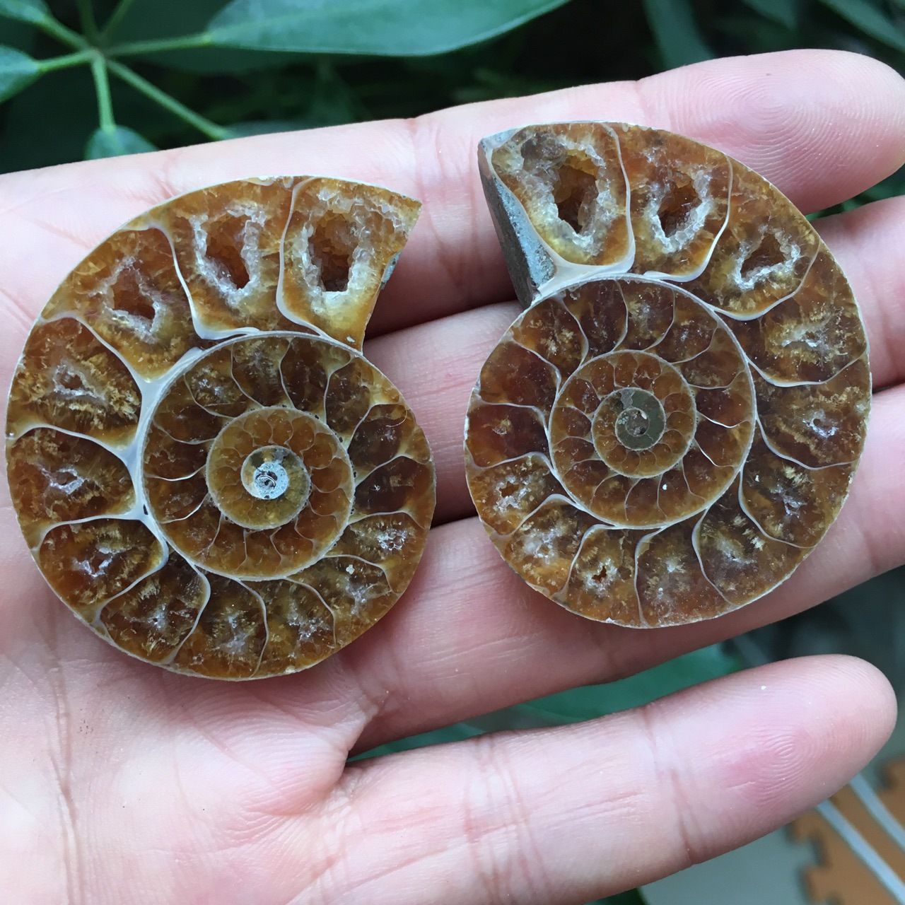 2021 60g Fossilized Snail Ammonite Fossil Slice Colorful Natural Quartz
