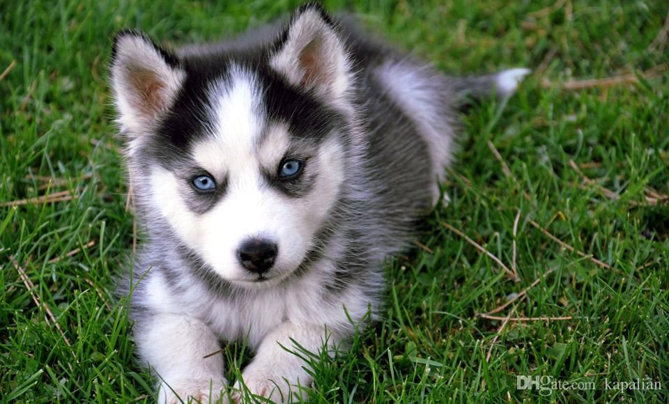 acheter livraison gratuite mignon husky puppy art affiches imprimer