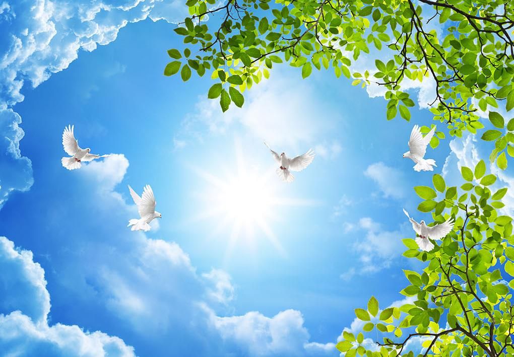 Compre Wallpaper HD Negro Deja Árboles Verdes Nubes Volando Paloma