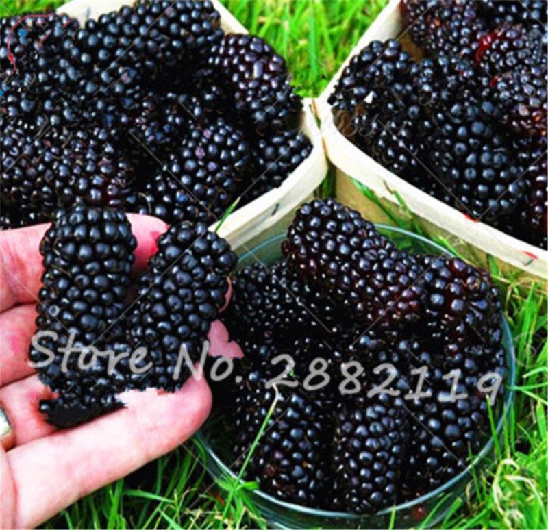 HeirloomSeeds Sweet Black Berry Giant Blackberries Triple CrownBlack Mulberry Seeds Fruit 