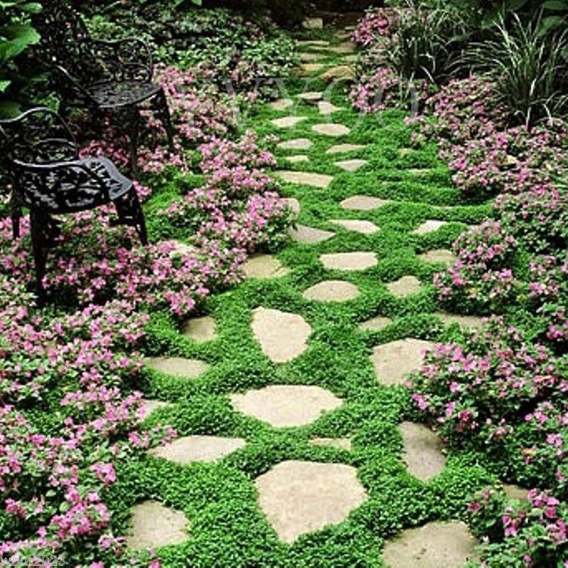 Dichondra Repens lawn seeds money grass hanging decorative