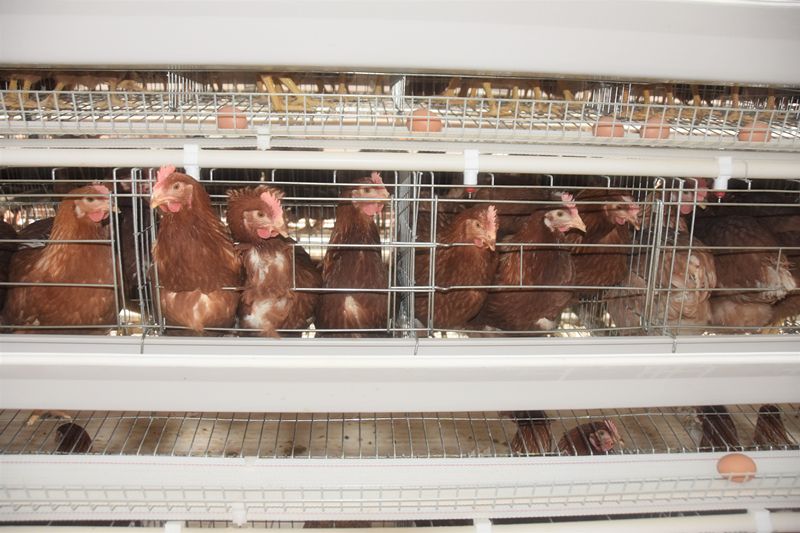 That Egg farm fetish opinion you Egg farm fetish consider, that