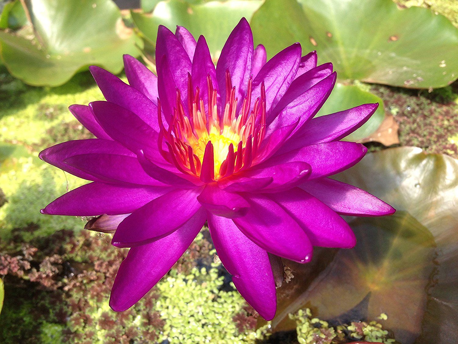 2018 purple water lily purple fantasy sold as bare root bulb from