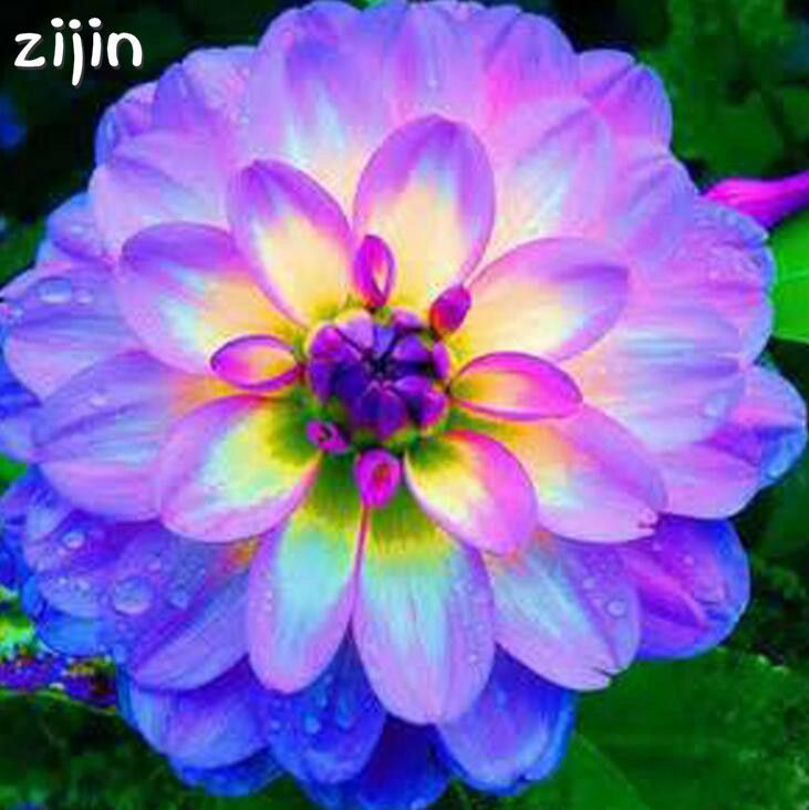 2019 Dahlia Bonsai Chinese Rare Flower Beautiful Perennial Indoor Or