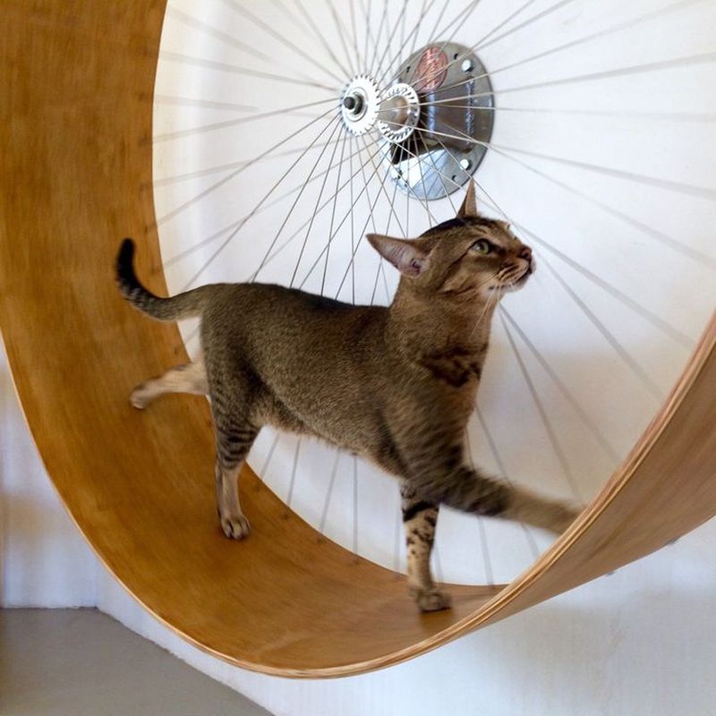 2019 Wheel Cat Full Square 5D Diy Diamond Painting Running Cat