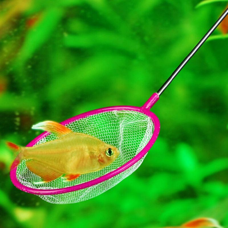 new wholesale aquarium fish
