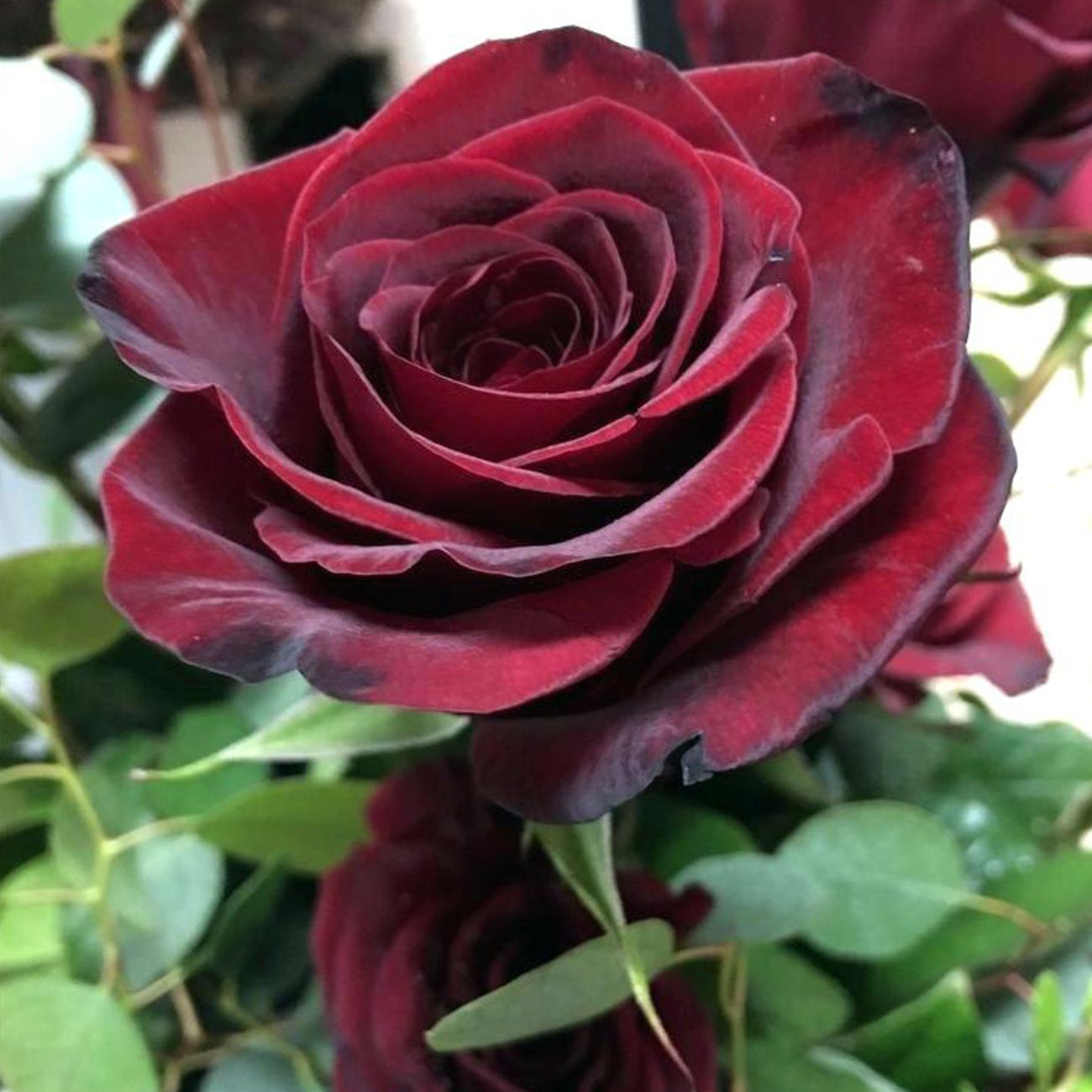 2019 Rare Red Rose Flower Plants Bonsai Seeds, Perennial ...