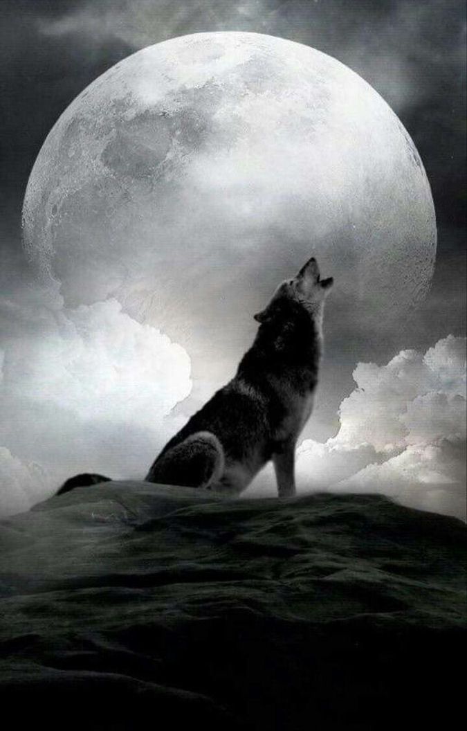 alpha wolf solver alpha wolf solver