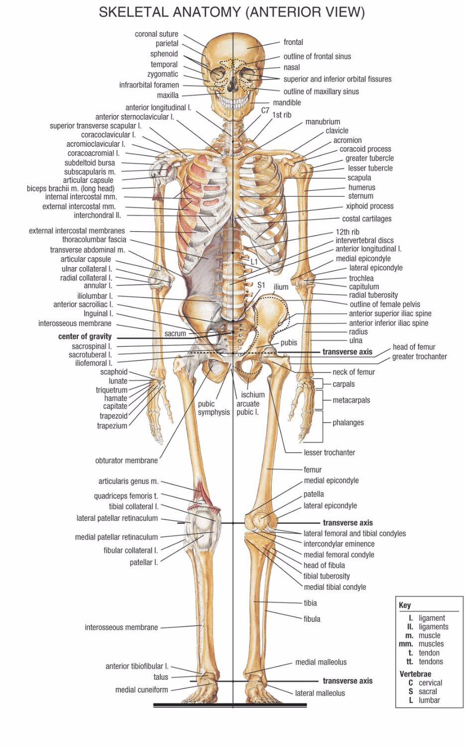 Anatomy Chart Muscular System