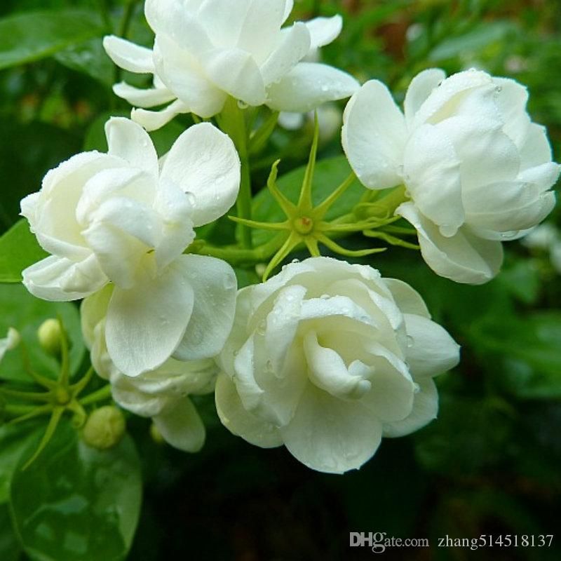 2020 Jasmine Flower Seeds /Pack Balcony Potted White Jasmine Seeds