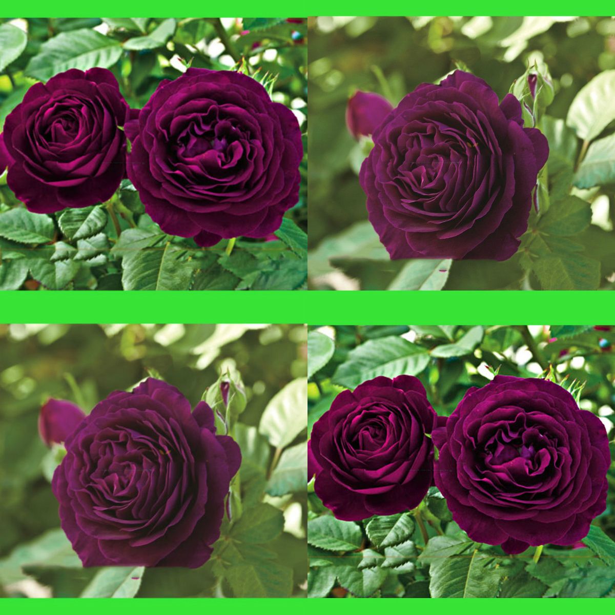 100 Pcs Dark Purple Roses Fleurs Graines Arbre De Brousse Adenium Obesum Bonsai Désert Rose Fleur Graine Vivace Bloom Balcon Jardin Plantes Cour