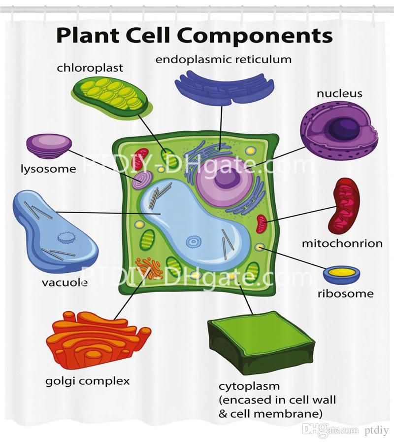 Professional Diy Unique Educational Shower Curtain Chart Showing Plant Cell Components In Cartoon Style Science Living Structure