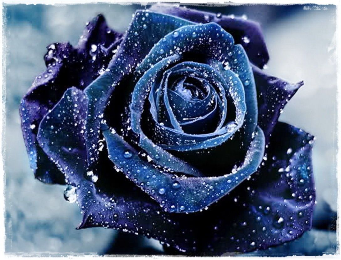 Fast Shipping Rare Beautiful Navy Blue Rose Flower Seeds *Seeds Package