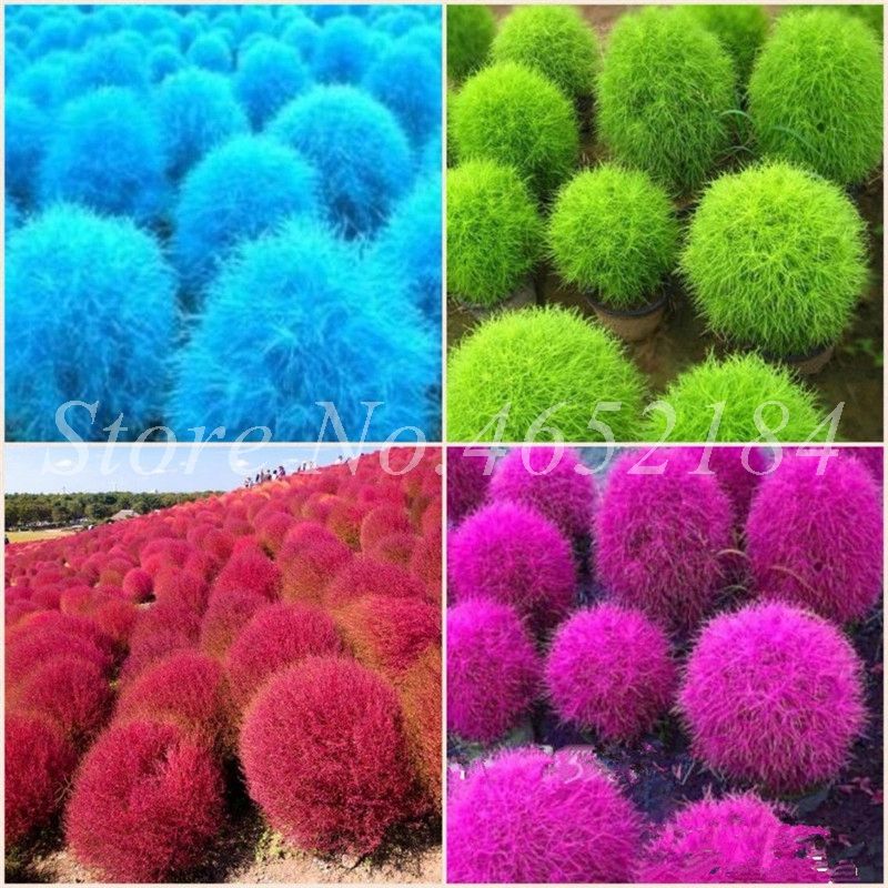 2021 New Arrival !!! Colorful Grass Bonsai Perennial