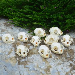 1-10pcs spécimen de crâne d'animal réel Collectibles Study 220426