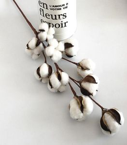 10 tête nouvelle herbe de pampa bricolage séché naturel coton branches coton vraies plantes maison mariage décoration Bouquet ornements8647761