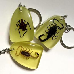 10 PCS Real Scorpion Insect Keychain Muestra de moda 01238593724