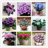 100 Pcs / Sac Africain Violet Bonsaï Fleur Jardin Flore En Plein Air Blooming Violet Vivace Herbe Plante Pot Pour La Maison Jardin Plantation