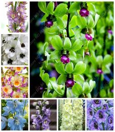 100 pc's tas kleur dendrobium orchideplanten potten bloeiende bloem bonsai flore plant voor huizentuinpot planten de ontluikende rat1349831