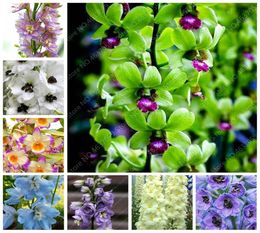 100 pc's tas kleur dendrobium orchideplanten potten bloeiende bloem bonsai flore plant voor huizen tuinpot planten de ontluikende rat9856006