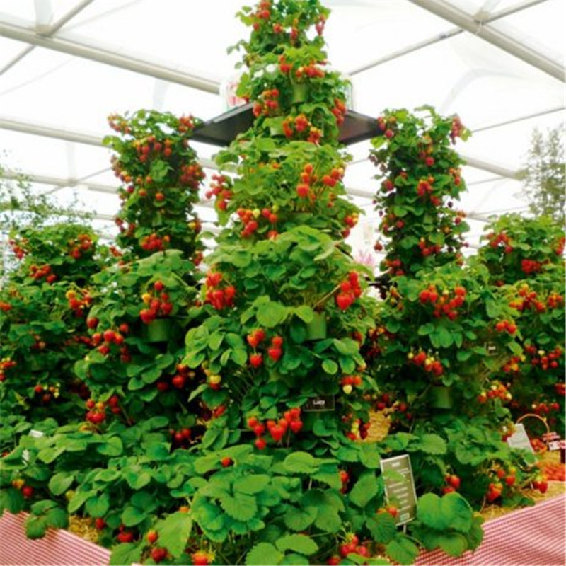 100 piezas Semillas de fresas trepadoras Big Strawberry Tree 100% True Indoor Organic Semillas de frutas muy deliciosas para el jardín de su casa Semillas de bonsái