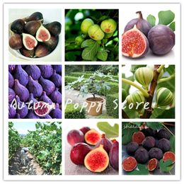 100 Pcs Rare Tropical Fig Graines Plante Mini Figuier Fruitier En Plein Air Rare Fruit Pour La Maison Plante 98% Germination