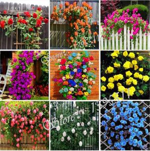100 pcs Thailand Climbing Beautyful Rose seeds, rare plant rose seeds, bonsai Potted Flowering Plants for Home Garden