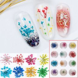 100pcs 15-20 mm pressé Ammi Majus Fleur plantes sèches pour Nail Art Epoxy Résine Pendante Collier Bijoux Making Craft DIY ACCES295N