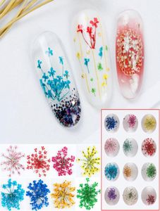 100pcs 1520 mm pressé Ammi Majus Fleur plantes sèches pour Nail Art Epoxy Résine Pendant Collier Bijoux Making Craft DIY ACCES8036244