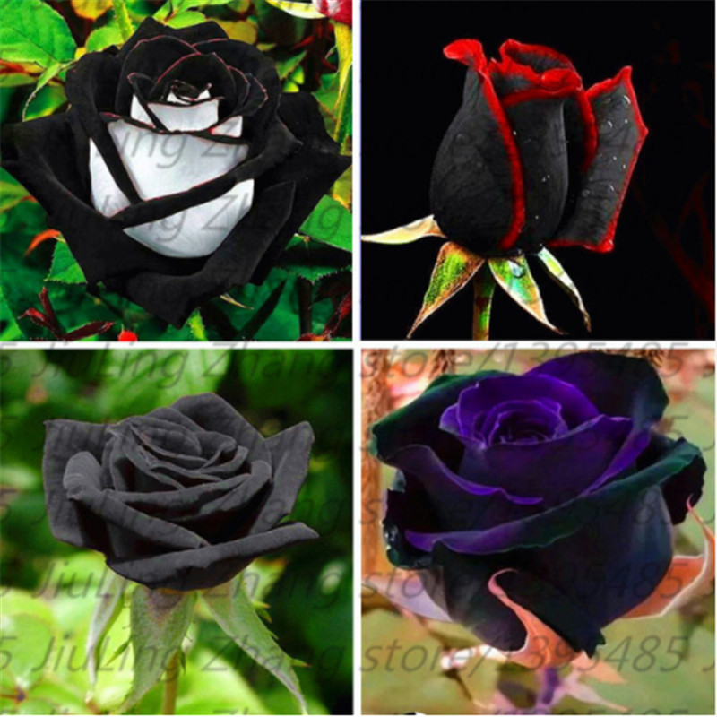 100pcs/bag Black Rose Seeds with red edge, rare color popular garden flower Seeds Perennial Bush or Bonsai Flower for home garde