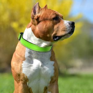 100 -stcs/lot reflecterende hondenkragen zachte neopreen gevoerde ademende nylon huisdier kraag verstelbaar voor middelgrote honden 5 maat