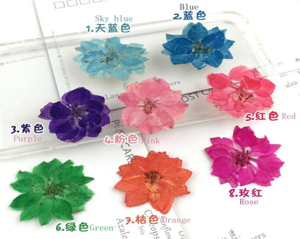 100pcs mini pressé Gaura Lindheimeri Fleur pour la fête de mariage Collier pendentif artisanat accessoires de bricolage 7159821