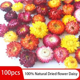 100 piezas de flores secas natural Daisy Dry Straw Crysanthemum Heads Decorativo Decedente Vela de boda Decoración de bodas para todo tipo de artesanías