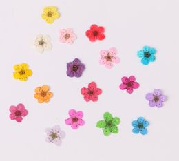 100 piezas de narciso secado de 100 piezas Plum de flores de flores de flores para el colgante de resina epoxi joyería haciendo artesan de uñas accesorios de bricolaje