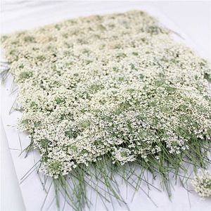 100 stks, geperste witte kant bloemen met stengel, natuur echte bloem voor DIY bruiloft uitnodiging kunst Bookmark cadeaubon, geurende kaarsen 210624