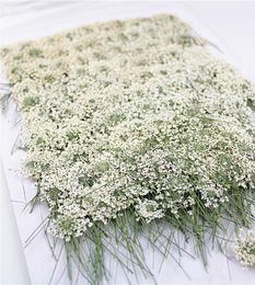 100 pc -onderdrukte witte kanten bloemen met stamhandel echte bloem voor doe -het -zelf bruiloft uitnodiging Bookmark Gift CardsCented Candles 22815083
