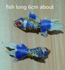 Blue Goldfish 6cm.