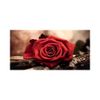 1223 Rote Rose q