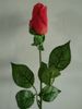 rose red