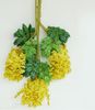 yellow72cm