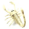 Scorpion skeleton model
