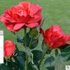red flower
