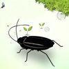 cockroach