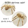 Spider skeleton model